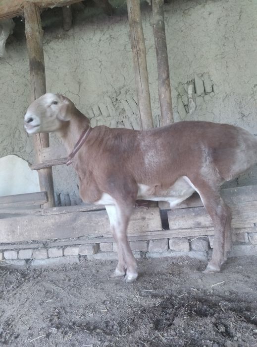 Edilbay qo'chqor sotiladi!