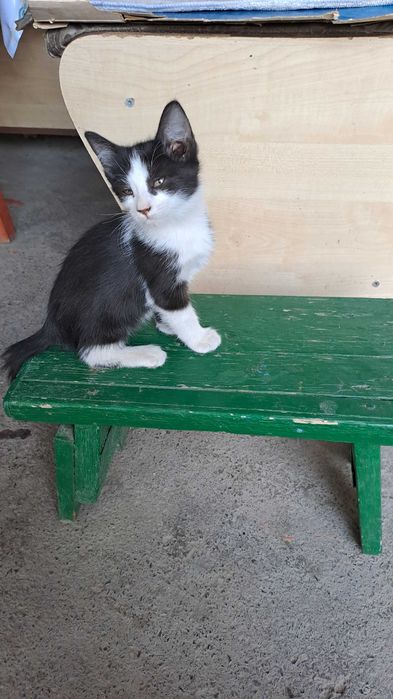 Котенок бесплатно