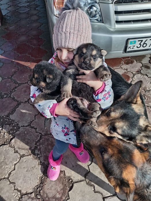 Продаются немецкие овчарки