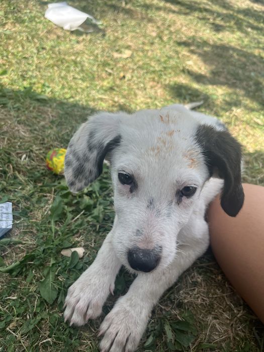 Pui de catelusi adoptie