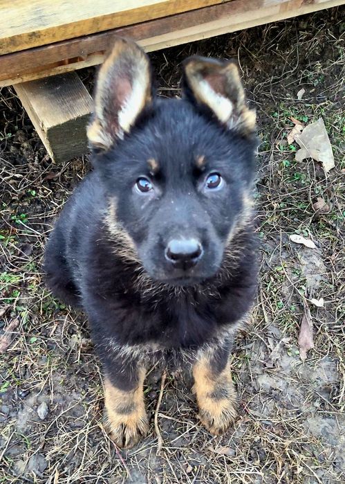 Ciobanesc german linie veche