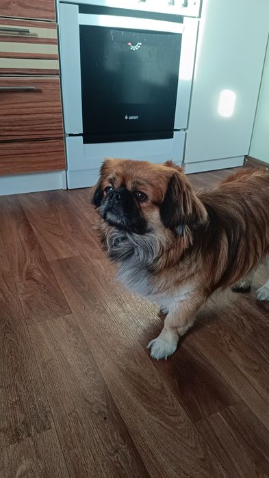 Продам щенков Пекинеса