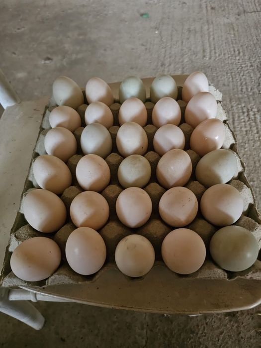 Oua de rață proaspete