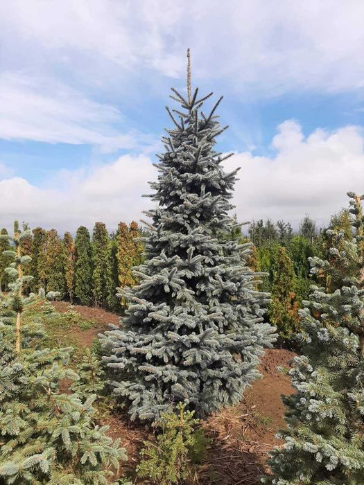 Tuia, Brazi, Magnolie, Mesteacăn, Tei, Platan