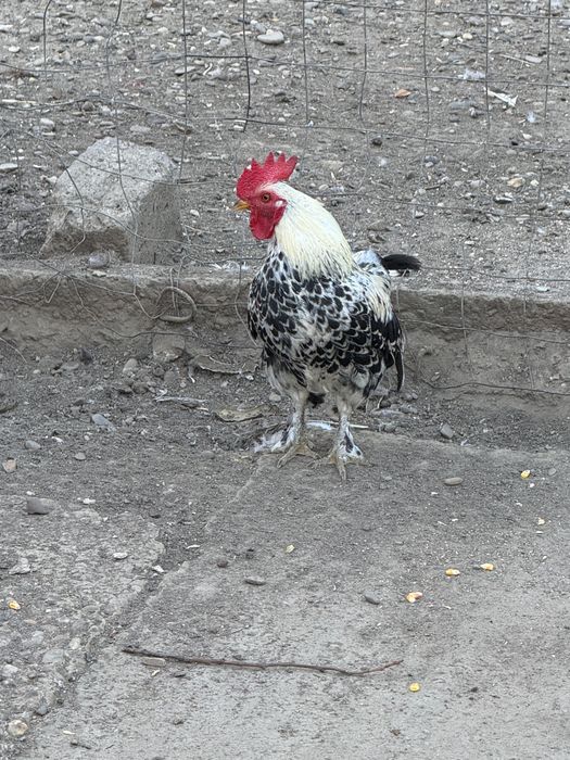 Cocoși pitici de vânzare -Focșani/ Cotesti