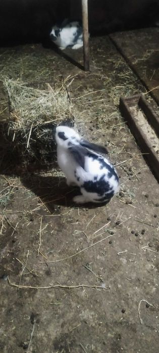 Мъжки и Женски зайци . Кръстосани