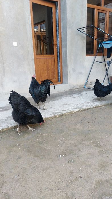 JEFSI Zotli Jo'jalar sotiladi