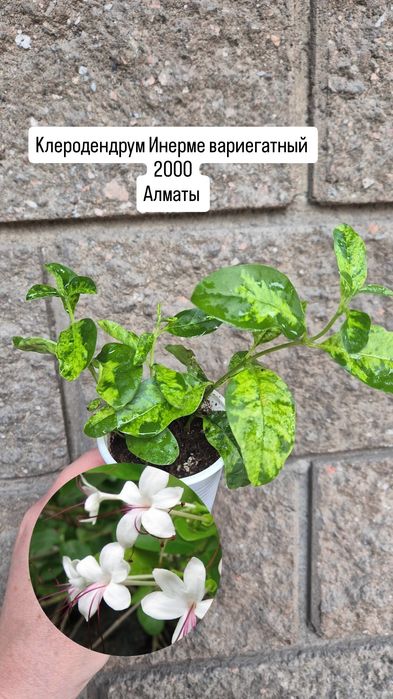 Комнатные растения