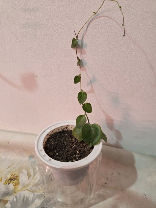 Комнатные растения косшы