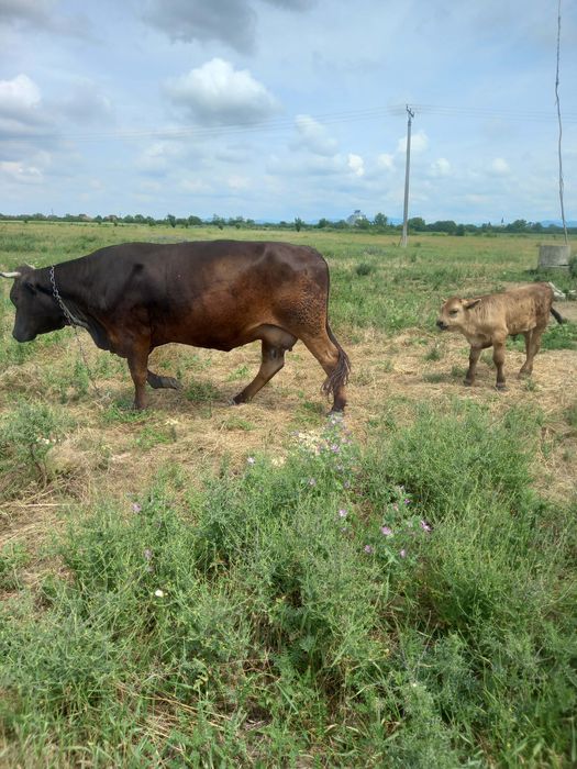 Vând vaca de 4 ani cu tauras august
