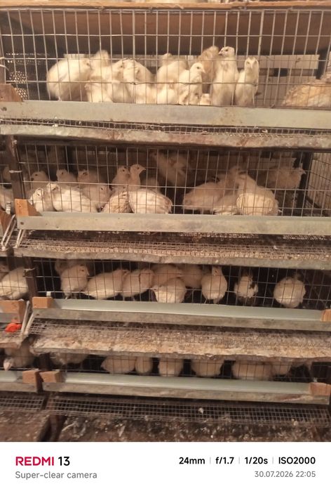 Срочно продам Бөдене  Несушка  ТЕХАС