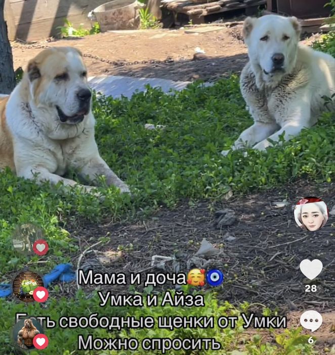 Супер мощная девочка алабай (тобет)