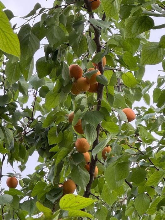 Продам дом в Алматы