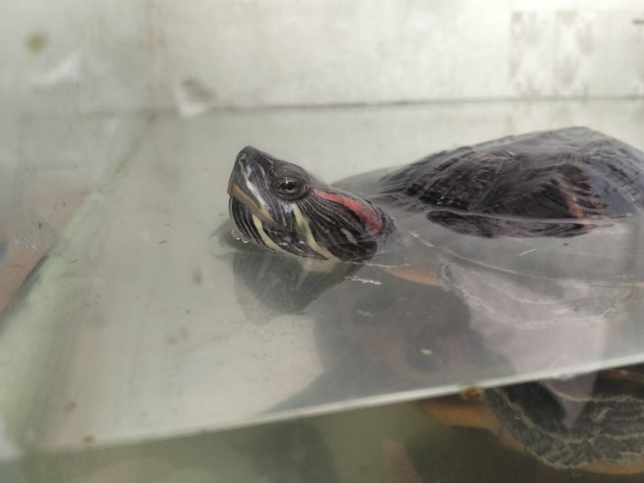 Черепаха краснуха