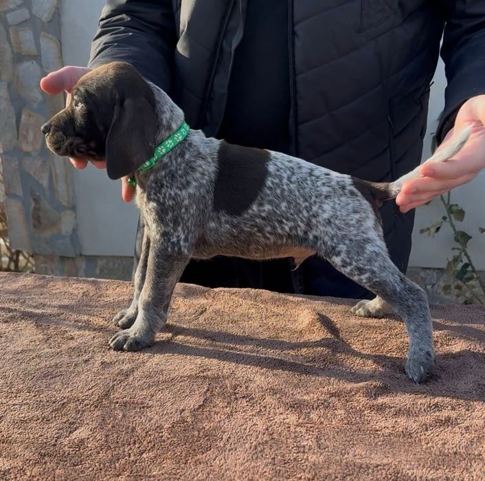 Brac German cu Pedigree