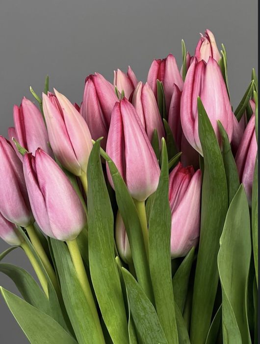 Срочная распродажа тюльпанов