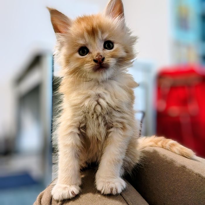 Vând băiețel maine coon