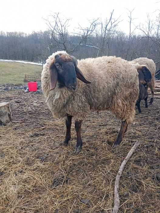Vand Sau schimb cu roti Megan 3.