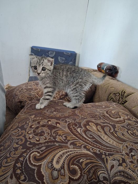 Котенок девочка.