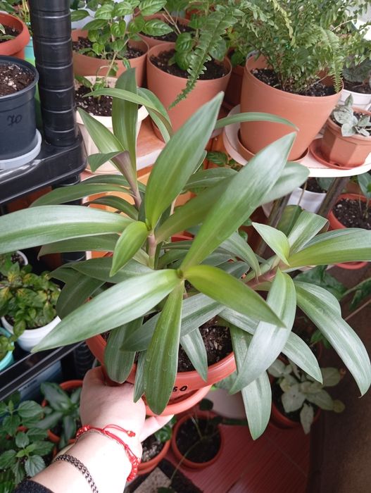 Продам растения цветы