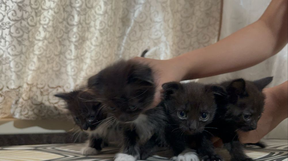 Отдам котят в добрый руки