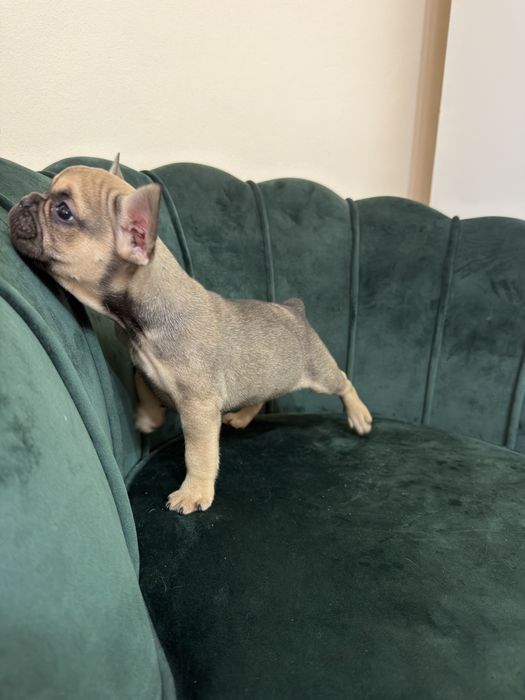 Bulldog francez Baiat