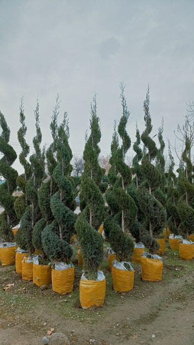 Dastavka xismati bor