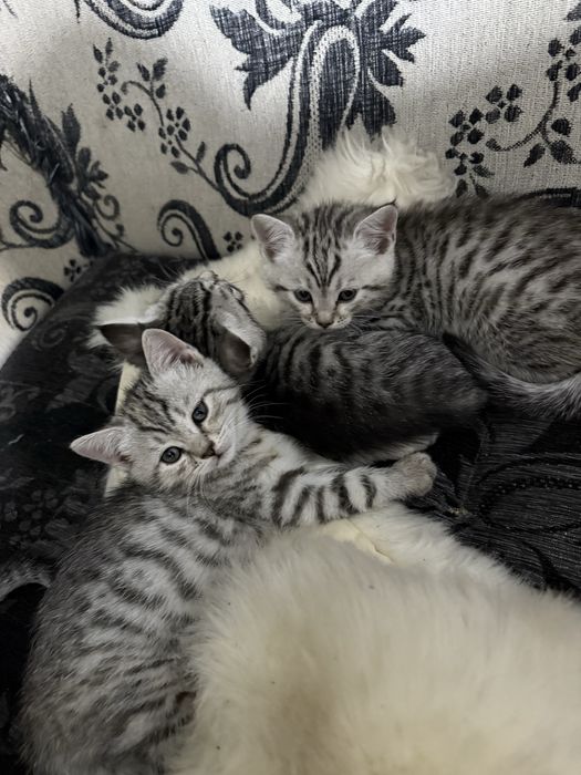 Котята шотланские девочки и мальчики