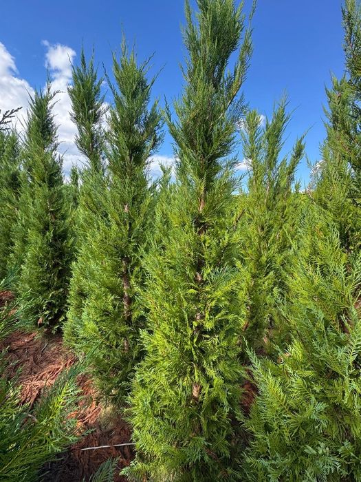 Palmier  cycas  tuia leilandii