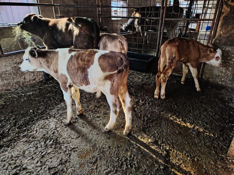 Vând 2 tăurași bălțat 1 Angus și o vițea bruna