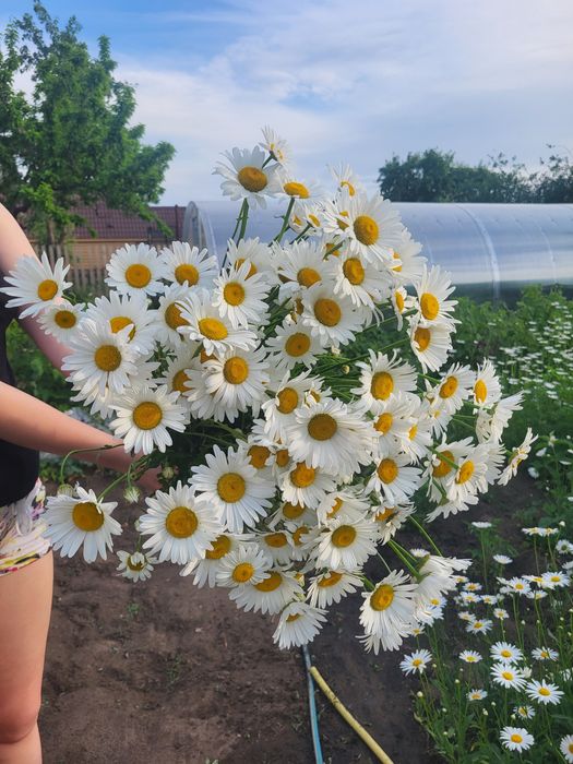 Букеты из ромашек продам