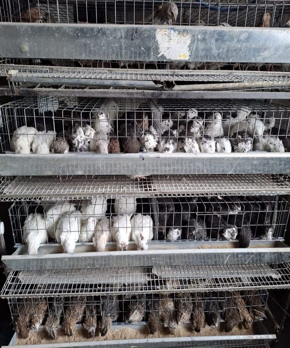 Prepelite japoneza, polare, tibetan ouatoare