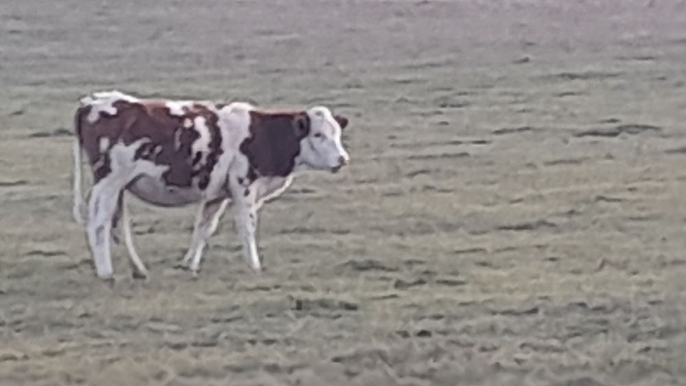 Balțată Românească 4750bucata