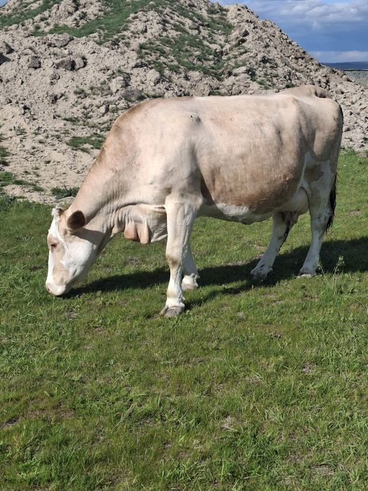 Vând vaca gestantă