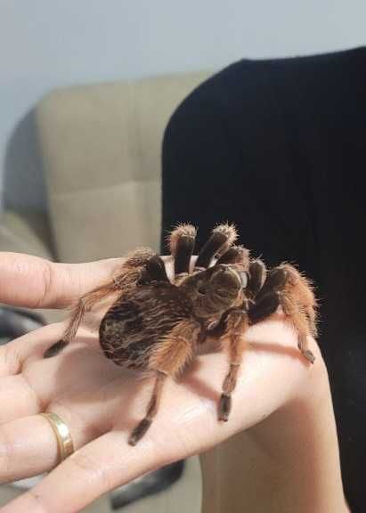 Паук птицыед брахипельма