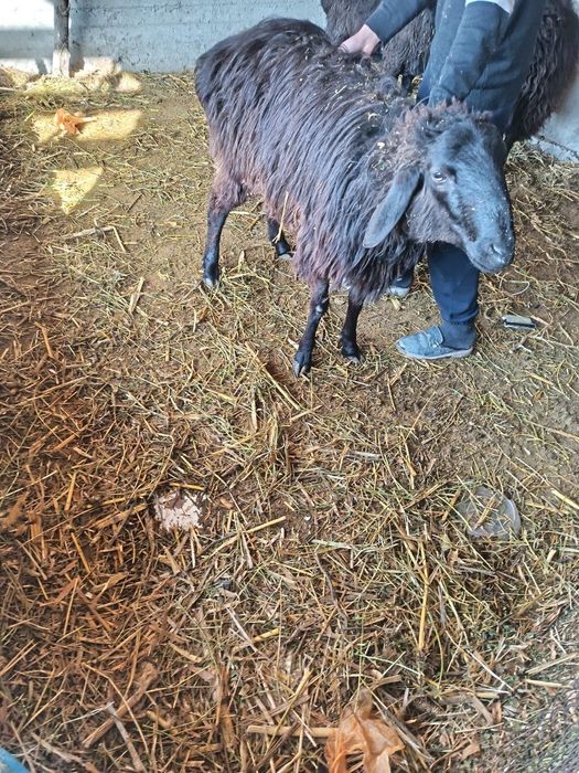 2 та кучкор сотилади