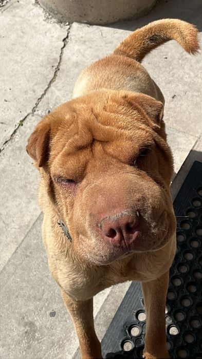 Шарпей кобель для вязки