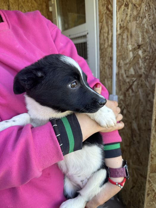 Отдам собак в добрые руки (разной породы )