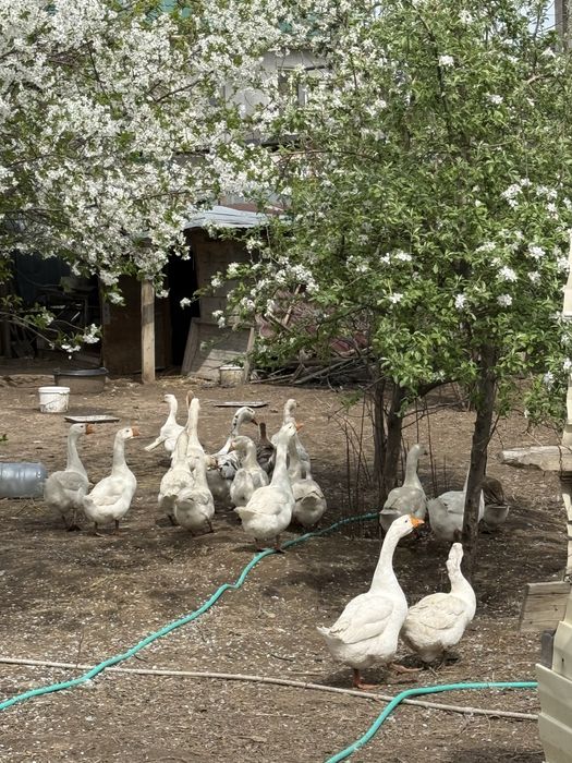 Гусиные яйца домашние