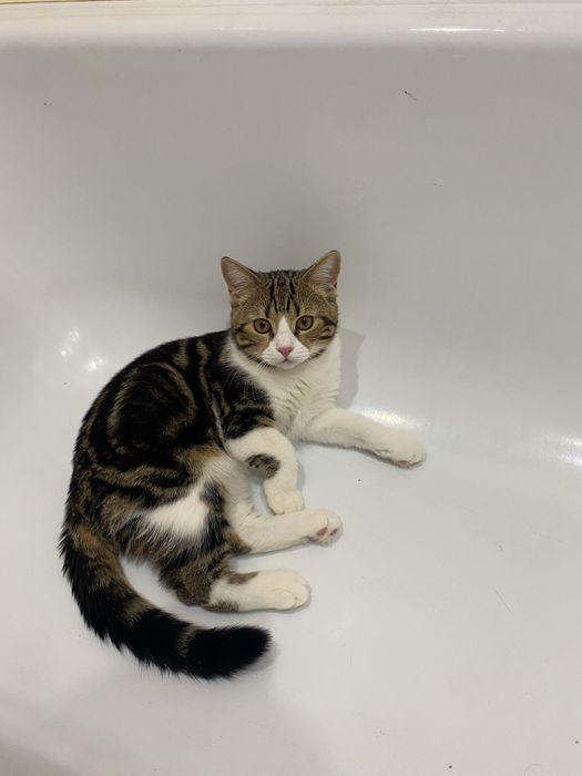 Ищем девочку для вязки