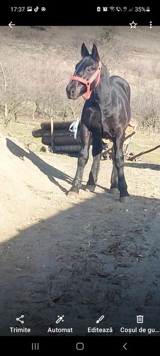 Vând manz de 6 luni