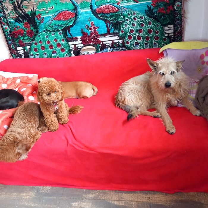 Pensiune canină un loc unde animalele sunt iubite și foarte răsfățate!