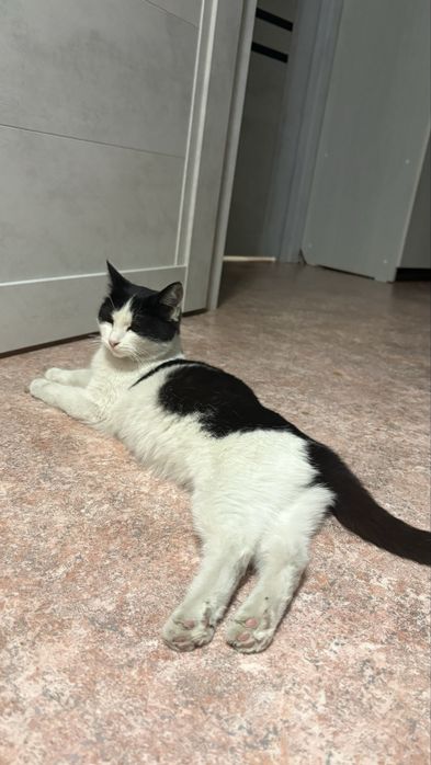 Кошечка ищет дом