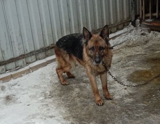 Срочно пристраивается овчарка