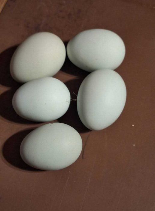 Oua de gaini ameraucana ,