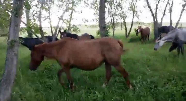 Үйір қазақы жылқы сатам немесе айырбастайм