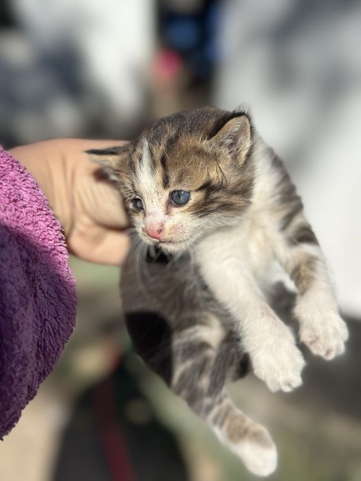 Вислоухие котята