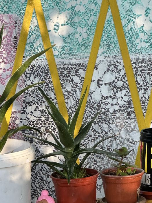 Гүлдер цветы комнатные растения