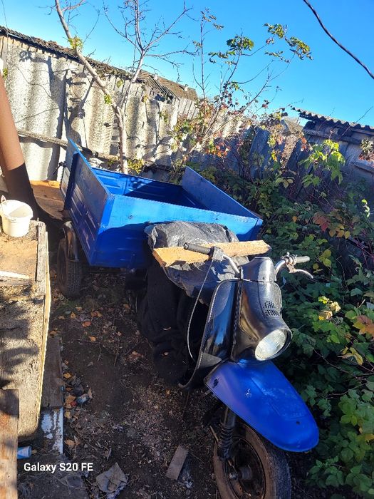Продам муравей  на полном зоду