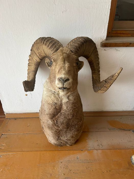 Чучело голова Аркара